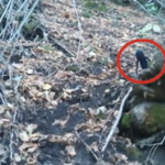 Alguien filmó a una pequeña criatura que parece un extraterrestre en un bosque ruso (video)