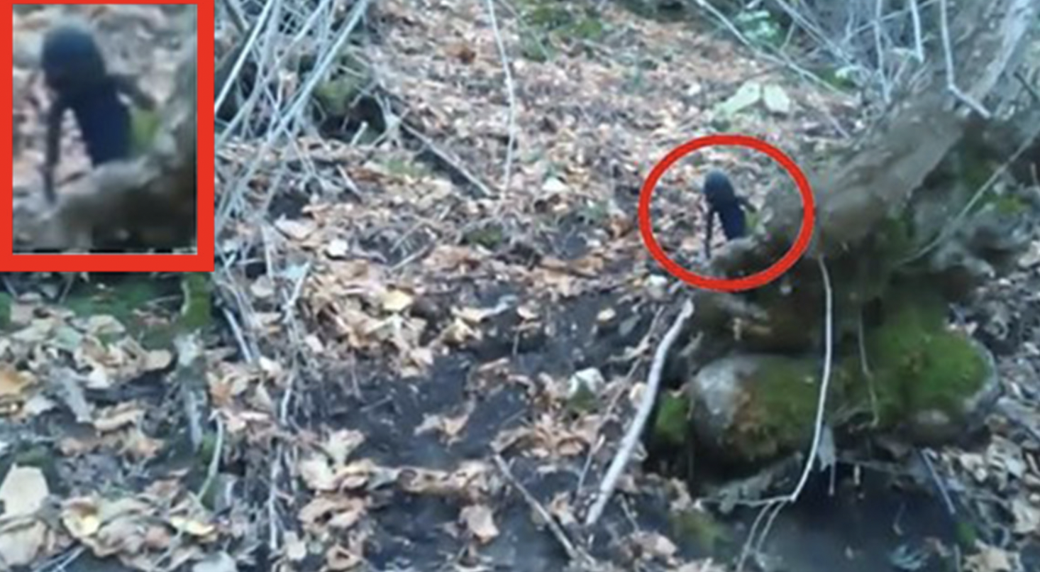 Alguien filmó a una pequeña criatura que parece un extraterrestre en un bosque ruso (video)