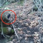 La cámara captó accidentalmente a una extraña criatura que se cree que es un extraterrestre en un bosque en Rusia (video)