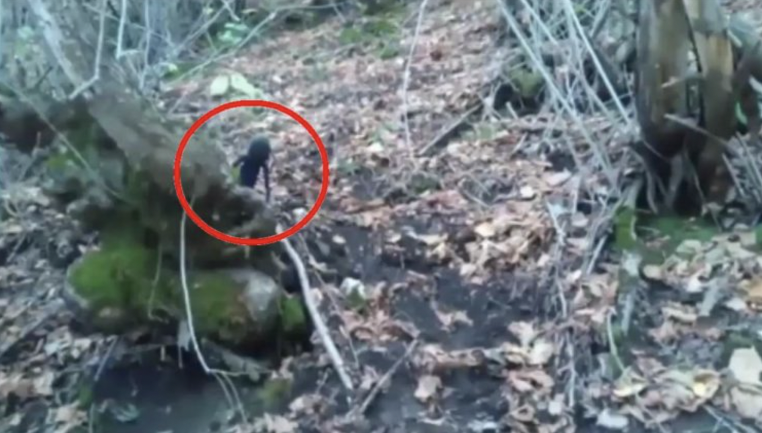 La cámara captó accidentalmente a una extraña criatura que se cree que es un extraterrestre en un bosque en Rusia (video)