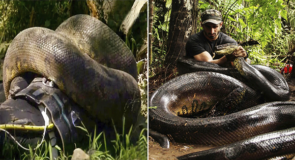Un écologiste rencontre le destin macabre sous l’emprise d’un anaconda géant – Un acte de conservation choquant