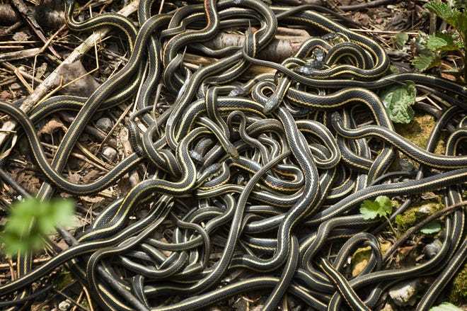 “Phénomène incroyable : Des milliers de serpents tombent du ciel en Inde lors d’une scène de pluie inhabituelle”