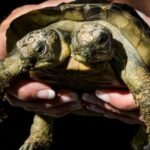 Événement insolite en Inde : Une tortue à double tête intrigue les chercheurs