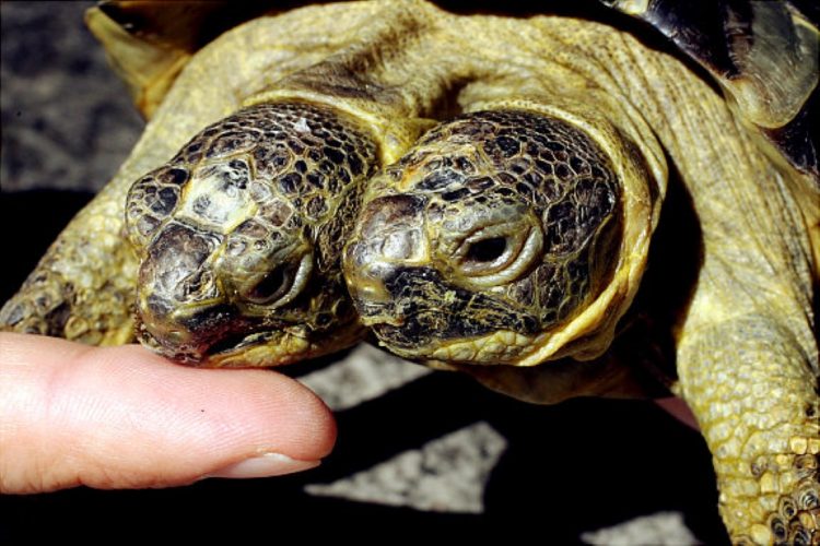 Événement insolite en Inde : Une tortue à double tête intrigue les chercheurs