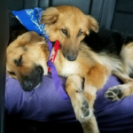 Les sauveteurs sauvent des chiens abandonnés au refuge