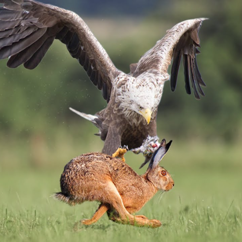 Impresionante primer plano de águilas cazando en el prado