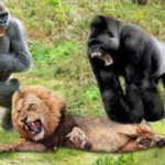 Vídeo: valentões fortes fracos, onças têm que fugir para salvar a vida porque são atacadas por macacos
