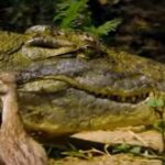 Moment à couρeɾ le souffle : Dragon de Komodo contre Crocodile dans la quête des œufs (VIDÉO)