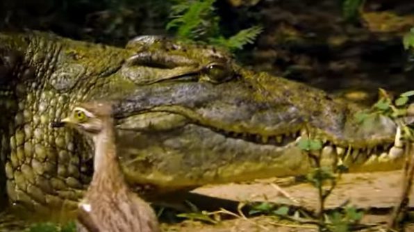 Moment à couρeɾ le souffle : Dragon de Komodo contre Crocodile dans la quête des œufs (VIDÉO)