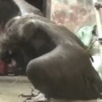 Un oiseau géant est apparu en Palestine, attrapé par deux hommes(vidéo)
