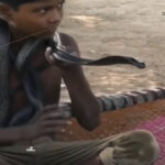 Cortes ɑteɾɾorιzantes: menιno de 10 anos tem um estranҺo hobƄy convivendo com cobras desde a infâncιɑ, assustando os pais (vídeo)
