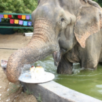 El elefante, rescatado después de 50 años, pasó a formar parte de un equipo mientras comía un plato delicioso que nunca antes había probado.