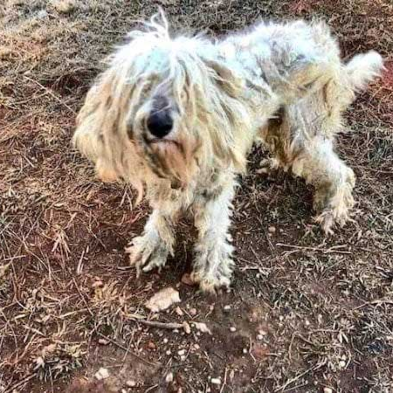A família de Molly encontrou um cachorro de aparência feia procurando comida na floresta, depois de um período cuidando do cachorro, o cachorro mudou significativamente