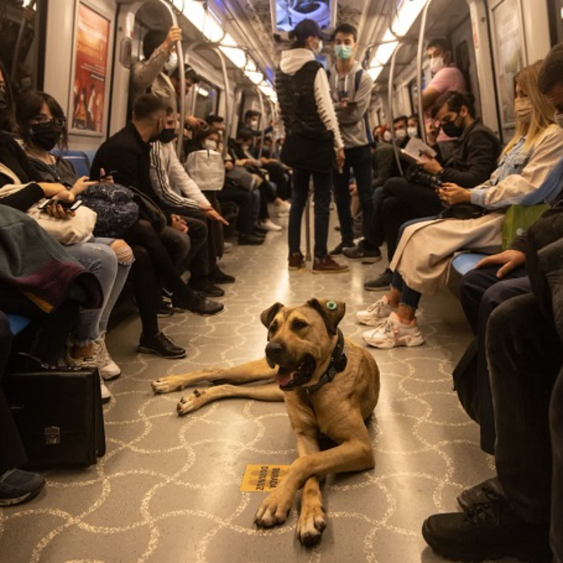 Se você pegar o metrô em Istambul, verá um cachorro frequentemente embarcando no trem para viajar entre as cidades por um motivo especial