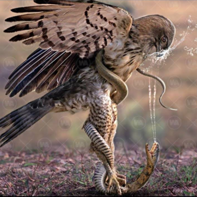 “Encuentro asombroso: mira cómo un águila desata un feroz ataque contra una serpiente de renombre”