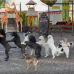Conquista sem precedentes Treinador de cães quebra recorde mundial com 14 cães dançantes