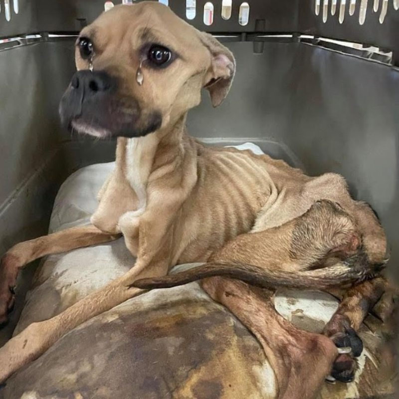 Após um período de maus-tratos do antigo dono, passando fome a ponto de restar apenas seu esqueleto, o cachorro foi resgatado por sociedades de animais(video)