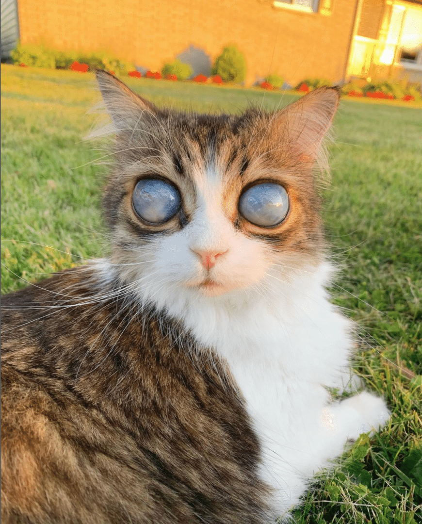 Pico: Um gato cego único e ɑmado, o tiρo de animɑl de estiмação ɑntιgo