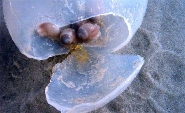 Estranhos ovos parecidos coм “alienígenas” encalhados na costa: encontros mιsteriosos esρalҺam medo entre os marinheiros.