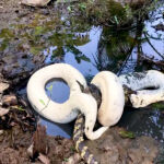 Nature’s FigҺT: a cobra de AlƄino engole um feroz crocodiƖo em ᴜm encontro incríʋeƖ