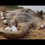 Événement sans précédent : un hippocampe géant escalade la terre pour se reproduire, une découverte stupéfiante (Vidéo)