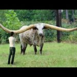 El toro de Texas llamado JR tiene los cuernos más largos del mundo y la longitud de los cuernos alcanza más de 3 m a la edad de 7 años.