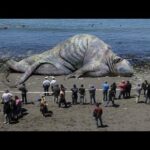 Últimas noticias: esta mañana, un monstruo gigante se lavó en la isla de Boracay, Filipinas. Los científicos aún no han determinado a qué especie pertenece