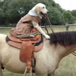 Cachorro esperto: Sempre superando níveis todos os dias para praticar o controle do cavalo, trazendo alegria e risadas para todos, a comunidade online admira