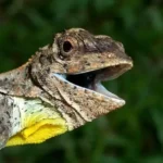 Dragons d’Afrique du Sud : une espèce mystérieuse révélée par une vidéo sensationnelle ! si inattendu