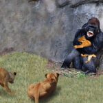 ¡Madre León dolorosamente cuando su bebé fue secuestrado por el malvado babuino y se vengó!
