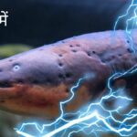 La bataille intense entre les anguilles électriques et les crocodiles a attiré l’attention du monde (vidéo)