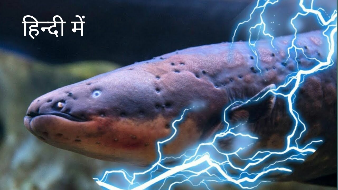 La bataille intense entre les anguilles électriques et les crocodiles a attiré l’attention du monde (vidéo)