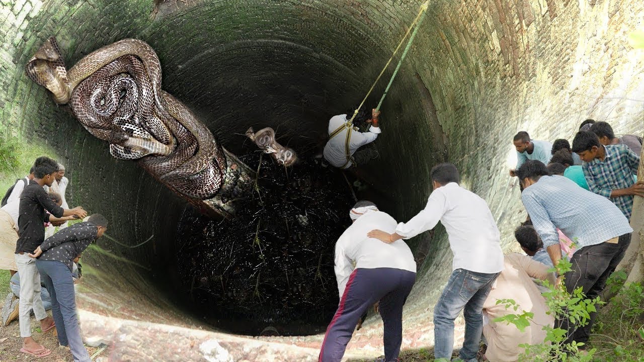 Al revisar el pozo abandonado durante mucho tiempo, todo el pueblo se sorprendió al descubrir cientos de serpientes gigantes. Video