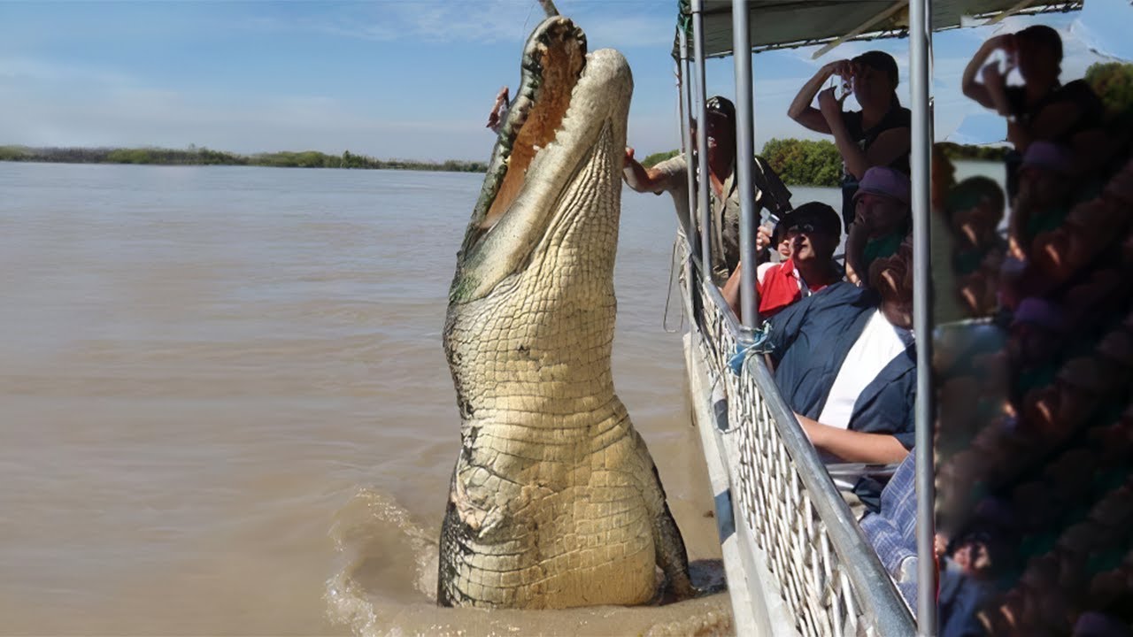 Los visitantes estaban asombrados. cuando de repente un cocodrilo gigante se abalanza sobre la comida justo en frente de ti