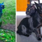 Le monde entier a été choqué de voir apparaître un chat mutant à 3 têtes (Vidéo)