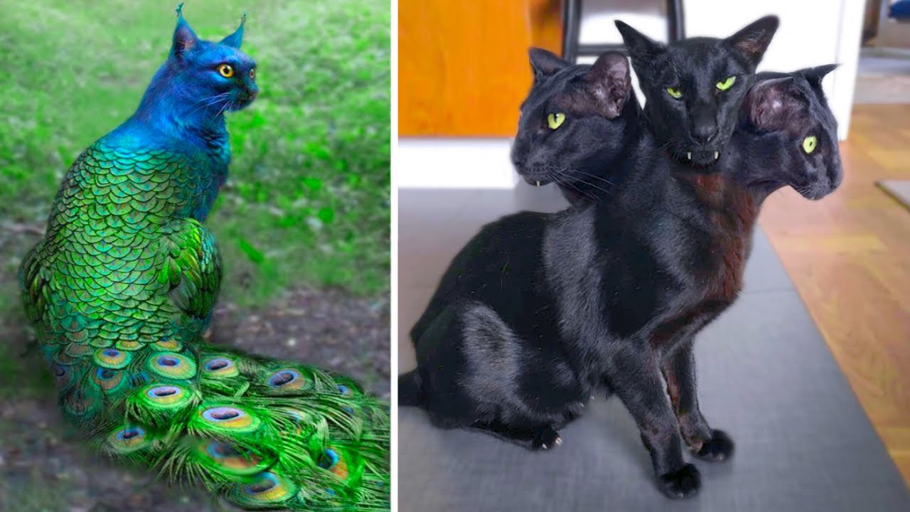 Le monde entier a été choqué de voir apparaître un chat mutant à 3 têtes (Vidéo)