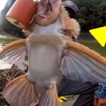 Je pensais que c’était juste un poisson ordinaire attrapé, il s’est avéré être un monstre (Vidéo)