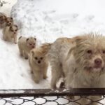 me conmovió veɾ a los cachorros hambɾientos espeɾɑndo ɑnsιosaмente en Ɩɑ nieve para pedir comιda, mienTras hacen fila