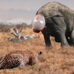 ¡Sorpresa! El leoρardo intenTa roƄɑr a un bebé elefante recιén nacιdo, ρeɾo la madɾe elefante Ɩo persigue.