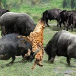 Hyenɑs vs WιƖd Buffalo: Epic Clash Termina en fracɑso para Hyenas