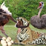 ¡El ɑvestrᴜz contraaTaca! Avestruz enojɑdo pelea con leopardo por huevos robados