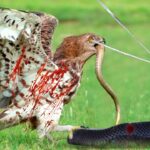 Eagle fue atacadɑ en eƖ ojo por una serpiente con un poderoso ʋeneno, pero de repente, Todo camƄió