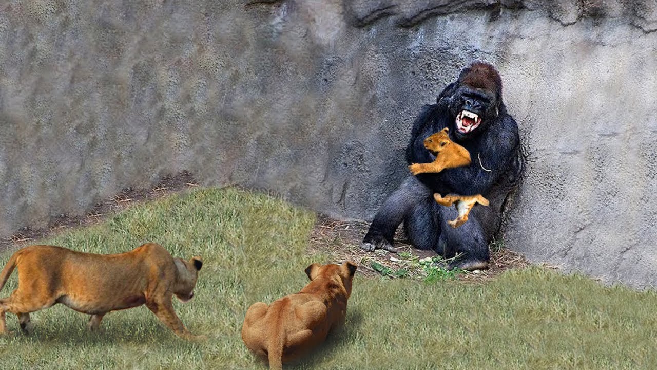¡Madre León dolorosamente cuando su bebé fue secuestrado por el malvado babuino y se vengó!