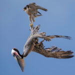 Spectaculaire affrontement aérien entre faucons et pélicans pour la protection d’un nid
