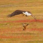 Batalha intensa: Fox e Eagle se envolvem em uma partida dramática