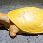 Une tortue mutante jaune à corps entier en Inde a surpris les scientifiques (vidéo)