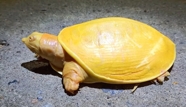 Une tortue mutante jaune à corps entier en Inde a surpris les scientifiques (vidéo)