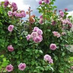 “Agrega glamour y elegancia a tu jardín con estas geniales ideas para una gran decoración de rosas trepadoras”