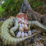O vídeo mostrado neste artigo mostra um grande lagarto adquirindo o hábito de comer ovos de crocodilo enquanto ainda estão nascendo no estômago.