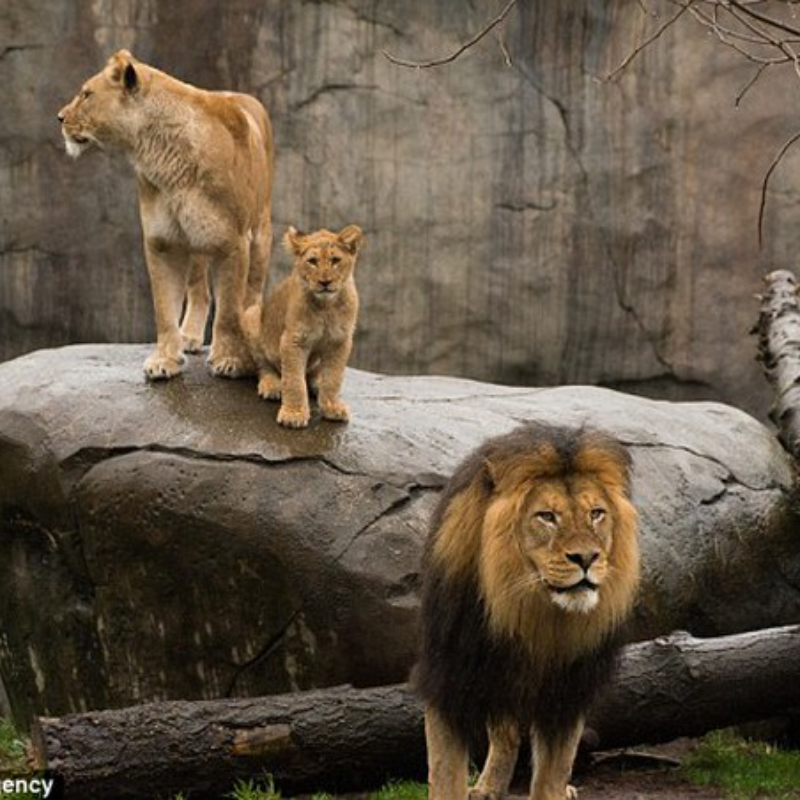 Aviso bonito! Filhotes de leão conhecem o papai pela primeira vez (vídeo)
